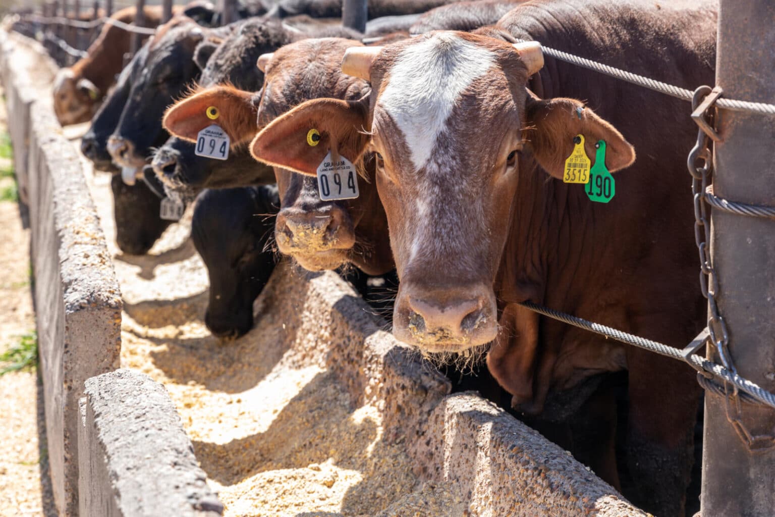 Graham Land & Cattle Gonzales, TX Beef Loving Texans Beef Loving