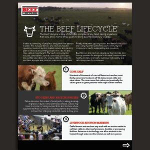Beef Lifecycle