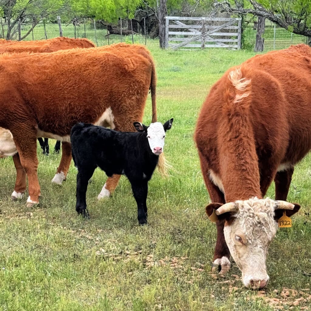 Kara and James Dudley ranches cattle