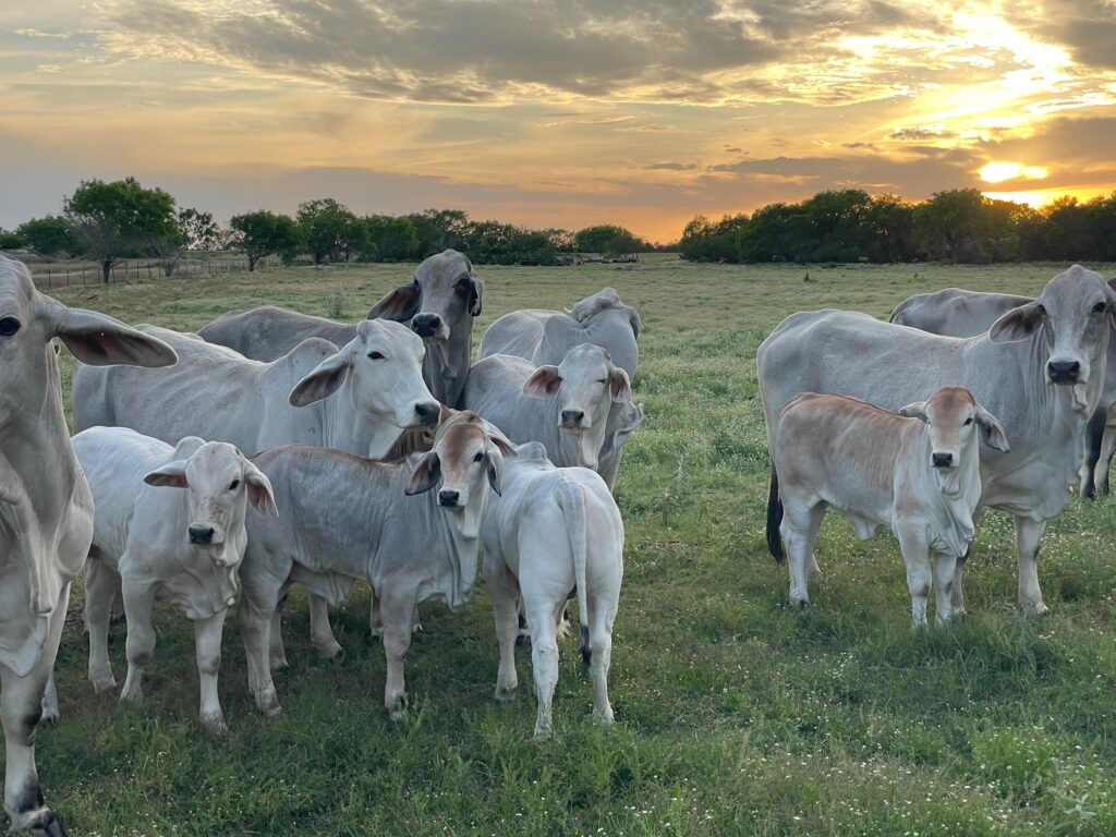 Elliott Ranches cattle