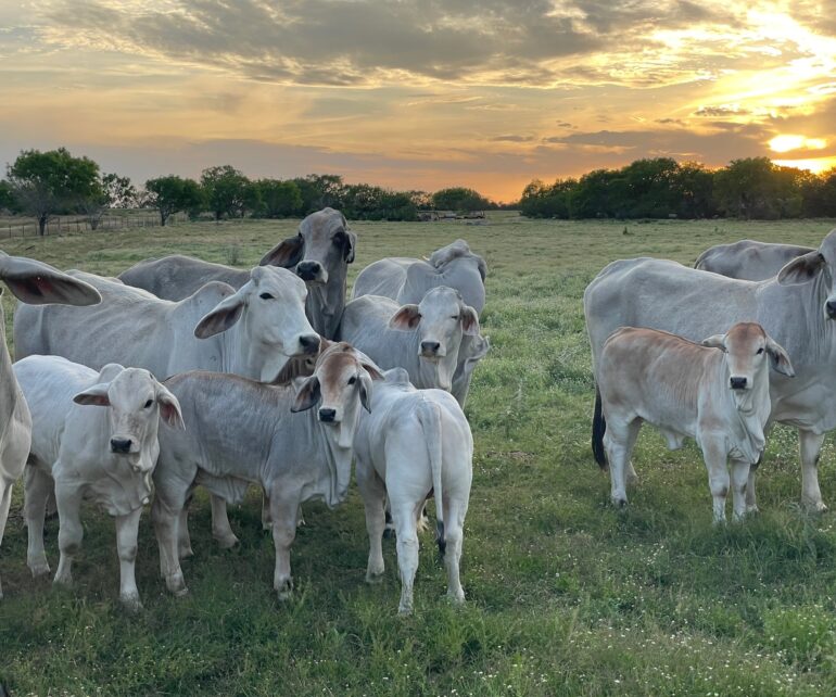 Dane Elliott - Pawnee, Texas