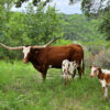 Matthew and Kim Bays, Twin Canyons Ranch - Granbury, Texas