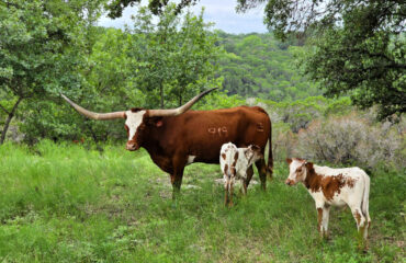 Matthew and Kim Bays, Twin Canyons Ranch - Granbury, Texas