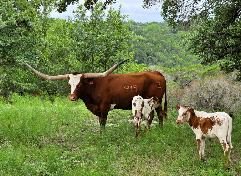 Matthew and Kim Bays, Twin Canyons Ranch - Granbury, Texas